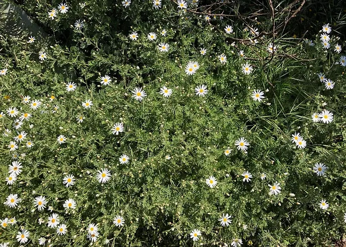 Ferienhaus Casa-finca El Maipez De Tejeda