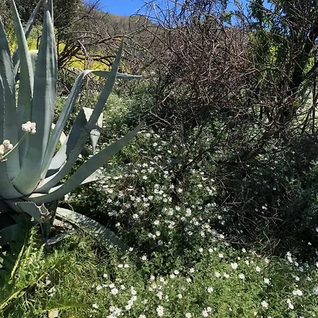 Casa-finca El Maipéz De Tejeda