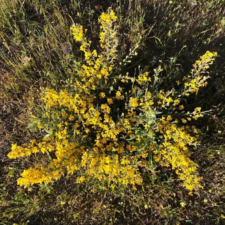 Casa-finca El Maipéz De Tejeda *