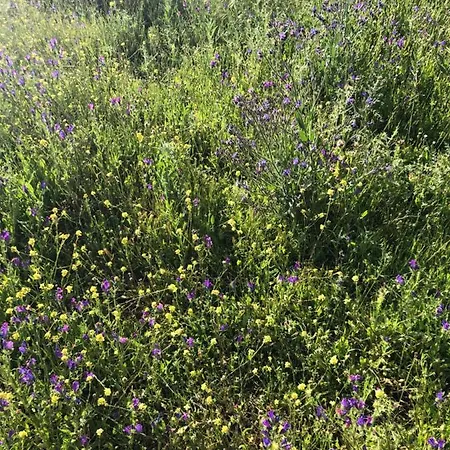 Hébergement de vacances Casa-finca El Maipéz De Tejeda Las Palmas de Gran Canaria