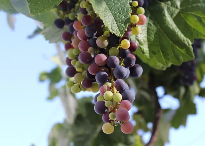 Casa-finca El Maipez De Tejeda * 라스팔마스