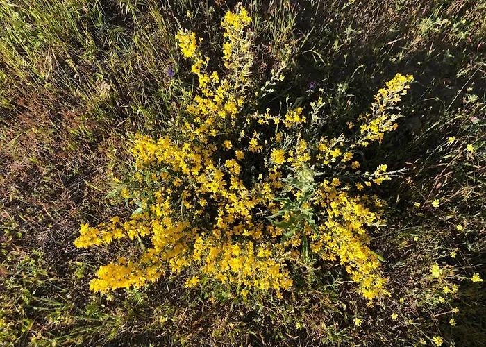 Casa-finca El Maipez De Tejeda *