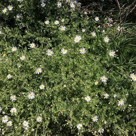 Dom wakacyjny Casa-finca El Maipez De Tejeda